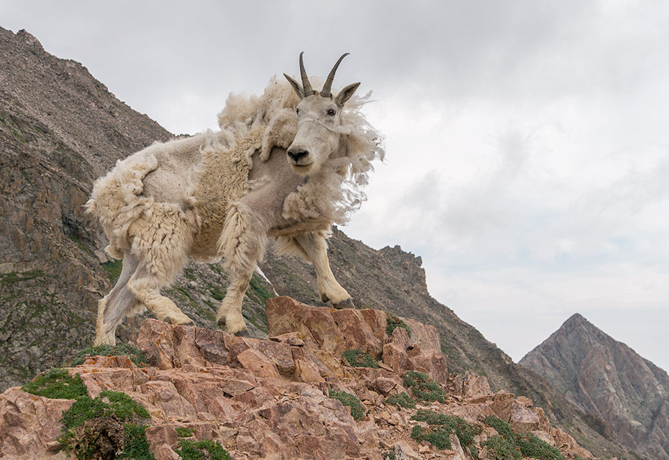 Peak Benefit Solutions Group Health